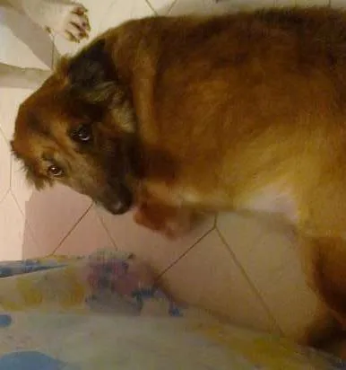 Cachorro ra a indefinida idade 4 anos nome Nina