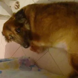 Cachorro raça indefinida idade 4 anos nome Nina