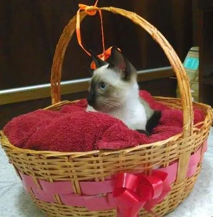 Gato raça Siamês idade 2 a 6 meses nome Mu