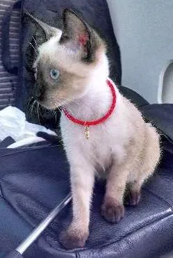 Gato raça Siamês idade 2 a 6 meses nome Mu