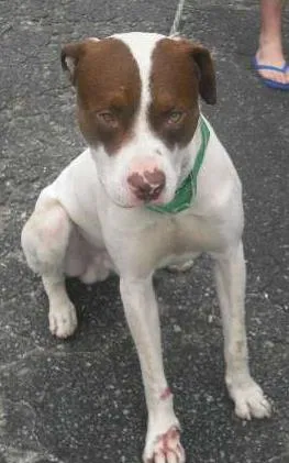 Cachorro raça Pit-Bull idade 1 ano nome BEBEZÃO