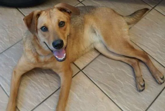 Cachorro ra a SRD idade 2 anos nome LILICA