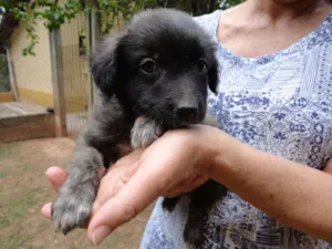 Cachorro raça sem raça idade  nome sem nome