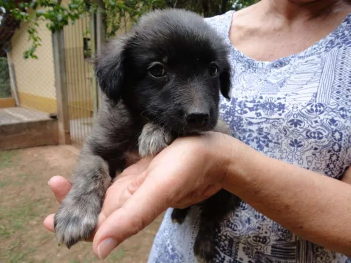 Cachorro ra a sem raça idade  nome sem nome
