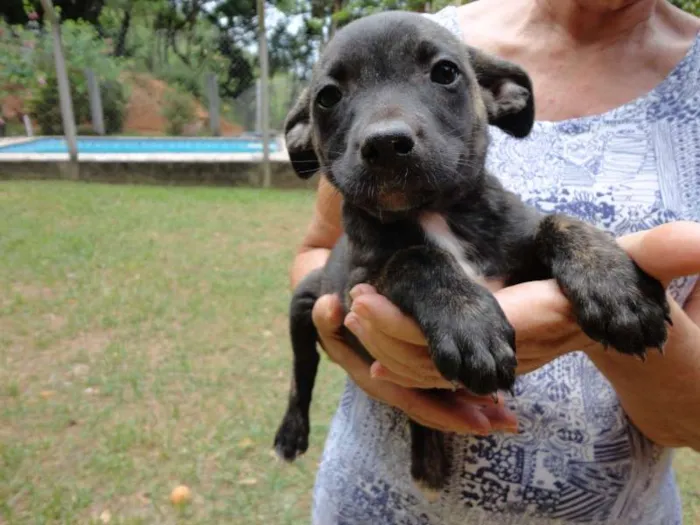 Cachorro raça sem raça idade Abaixo de 2 meses nome sem nome