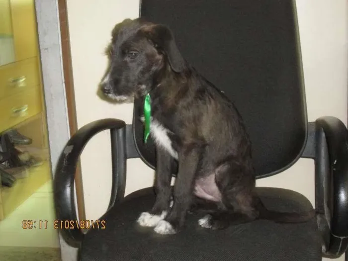 Cachorro ra a vira Lata idade 7 a 11 meses nome Bart