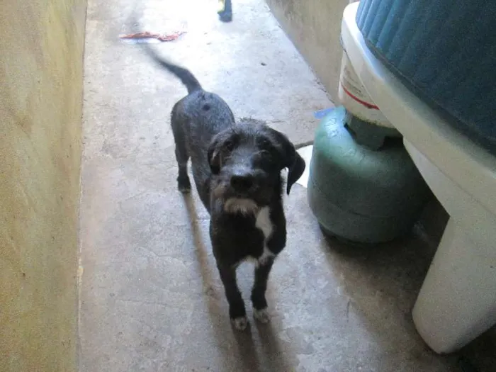 Cachorro ra a vira Lata idade 7 a 11 meses nome Bart