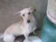 Lili