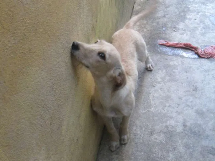 Cachorro ra a Vira Lata idade 7 a 11 meses nome Lili