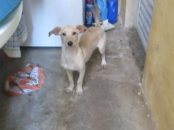Cachorro ra a Vira Lata idade 7 a 11 meses nome Lili