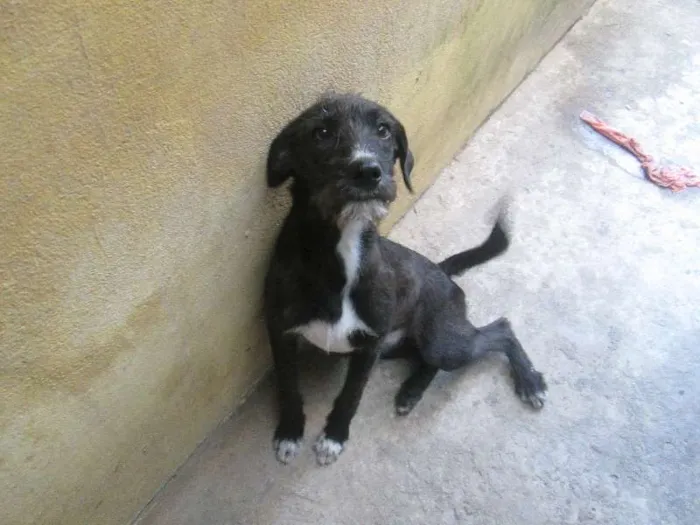 Cachorro ra a vira Lata idade 7 a 11 meses nome Bart