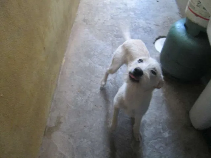 Cachorro ra a vira lata idade 7 a 11 meses nome Sara