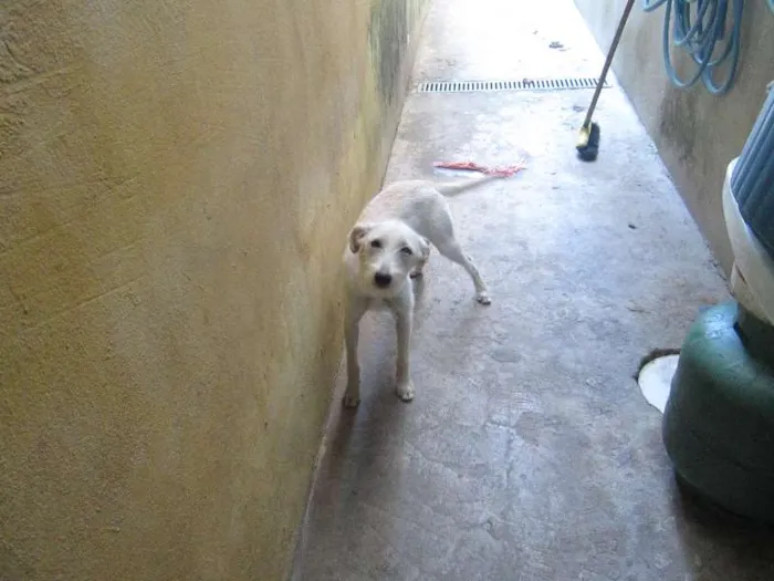 Cachorro ra a vira lata idade 7 a 11 meses nome Sara