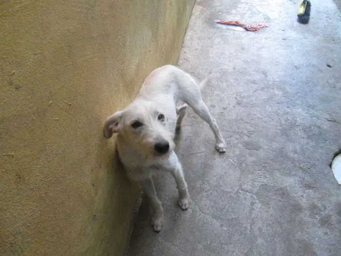 Cachorro ra a vira lata idade 7 a 11 meses nome Sara