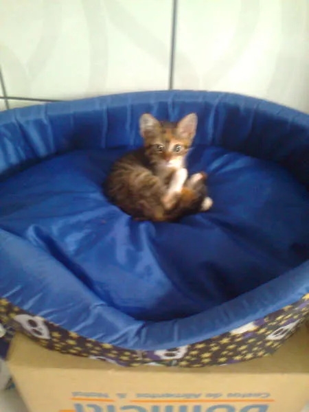 Gato ra a  idade Abaixo de 2 meses nome tigrinha