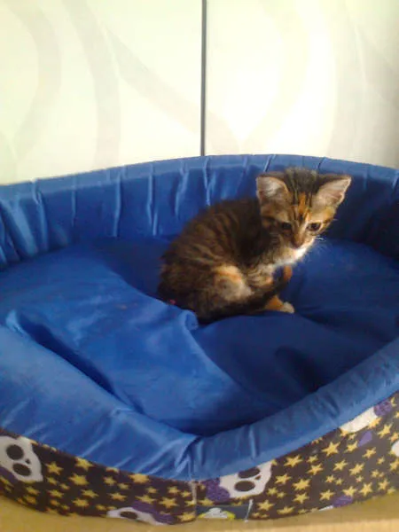 Gato ra a  idade Abaixo de 2 meses nome tigrinha