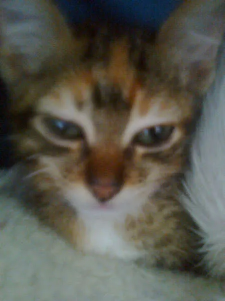 Gato ra a  idade Abaixo de 2 meses nome tigrinha