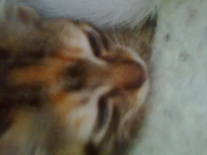 Gato ra a  idade Abaixo de 2 meses nome tigrinha