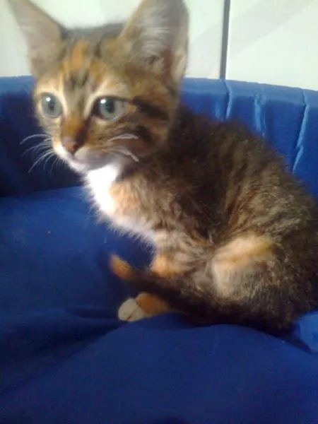 Gato ra a  idade Abaixo de 2 meses nome tigrinha