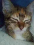 tigrinha
