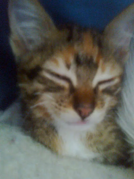 Gato ra a  idade Abaixo de 2 meses nome tigrinha
