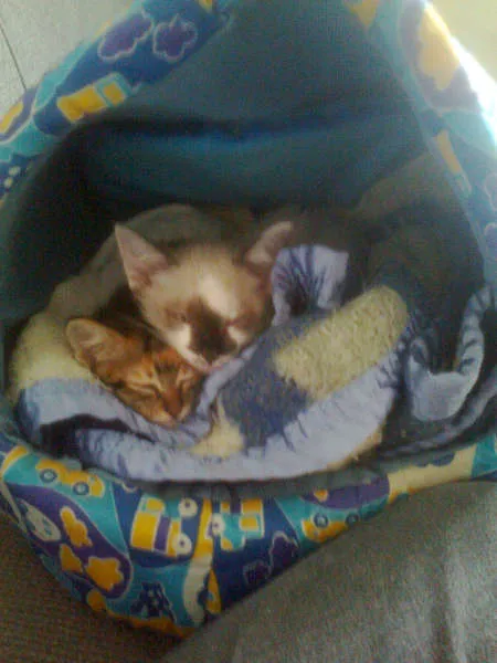 Gato ra a  idade Abaixo de 2 meses nome tigrinha