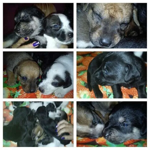 Cachorro raça  idade Abaixo de 2 meses nome Ainda não tem