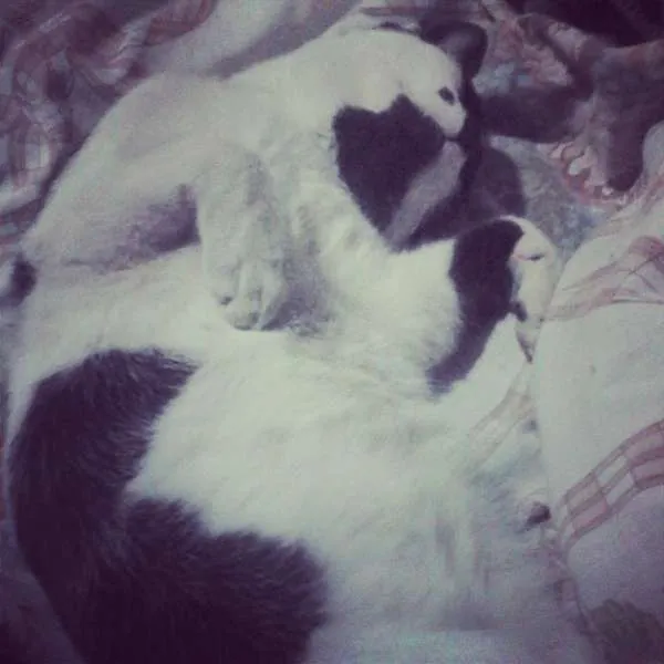 Gato ra a SRD idade 1 ano nome Romeu