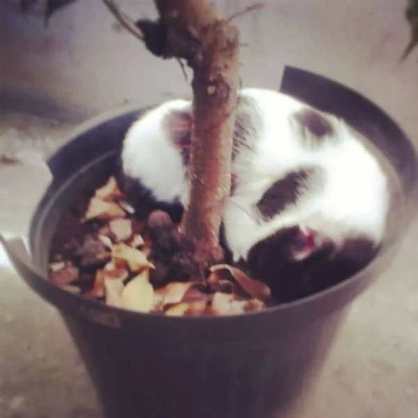 Gato ra a SRD idade 1 ano nome Romeu