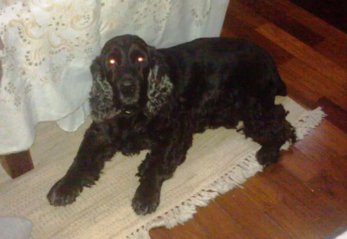 Cachorro ra a Cocker spaniel idade 6 ou mais anos nome Nico GRATIFICA