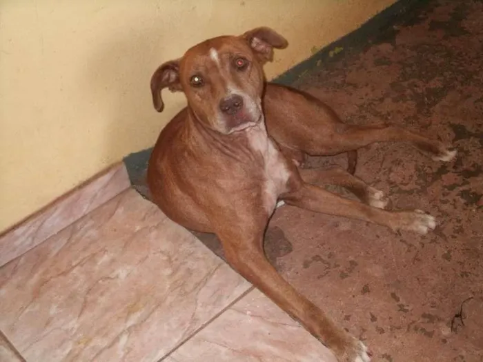Cachorro ra a SRD idade  nome Layca