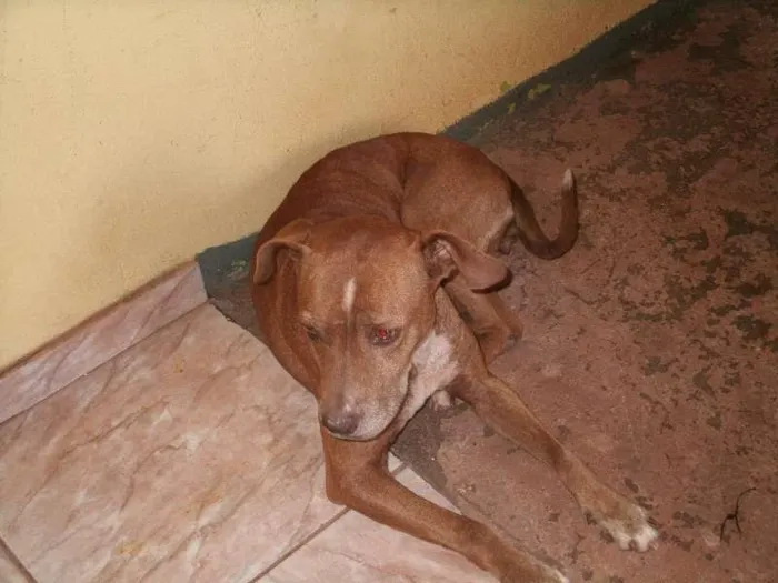 Cachorro ra a SRD idade  nome Layca