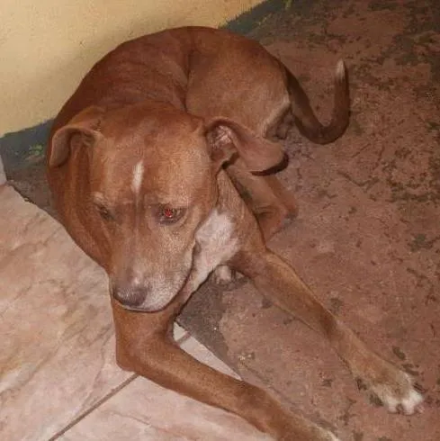 Cachorro ra a SRD idade  nome Layca