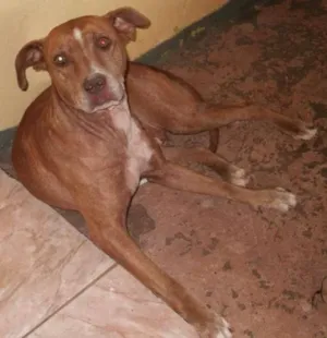 Cachorro raça SRD idade  nome Layca