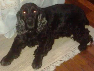 Cachorro raça Cocker spaniel idade 6 ou mais anos nome Nico GRATIFICA
