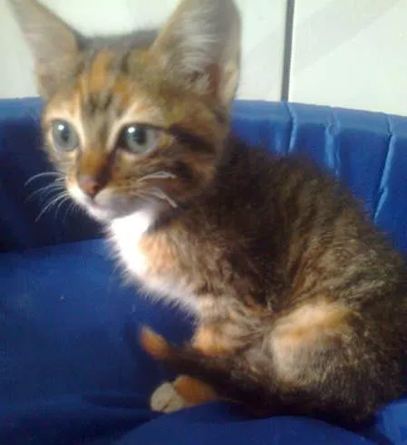 Gato ra a  idade Abaixo de 2 meses nome tigrinha
