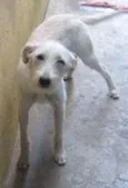 Sara