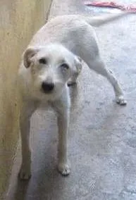 Cachorro ra a vira lata idade 7 a 11 meses nome Sara