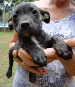 Cachorro raça sem raça idade Abaixo de 2 meses nome sem nome