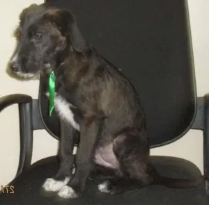 Cachorro raça vira Lata idade 7 a 11 meses nome Bart
