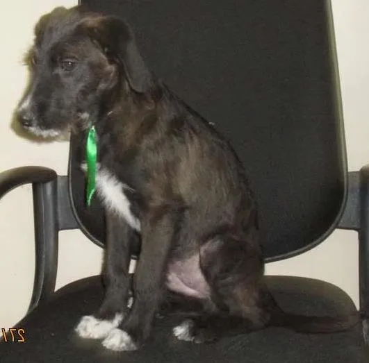Cachorro ra a vira Lata idade 7 a 11 meses nome Bart