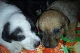 Cachorro raça  idade Abaixo de 2 meses nome Ainda não tem