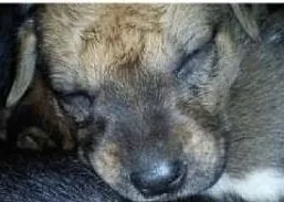 Cachorro raça  idade Abaixo de 2 meses nome Ainda não tem