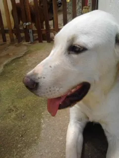 Cachorro raça Labrador idade  nome Branco