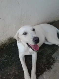 Cachorro raça Labrador idade  nome Branco