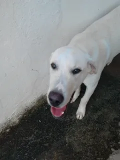 Cachorro raça Labrador idade  nome Branco