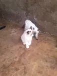 Gatinhos lindos