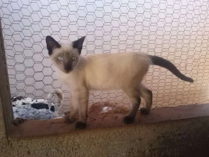 Gato ra a SRD idade 2 a 6 meses nome Gatinhos lindos