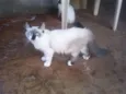 Gatinhos lindos