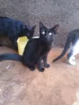 Gatinhos lindos